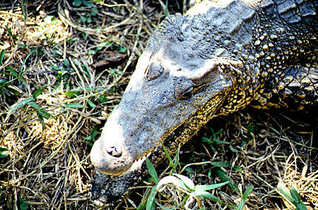 Detail of crocodile's head at Crocodile Farm, Guama. Cuba.