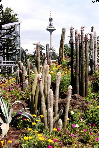 Cactus in Palm Gardens (1871) with communication tower (aka Europaturm) (1979) in the background. Frankfurt am Main, Germany.