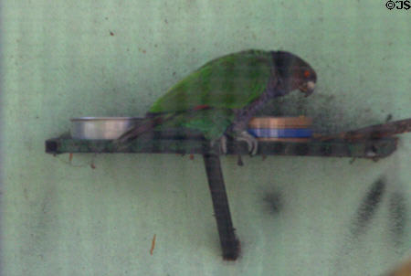 Sisserou (Imperial) Parrot (<i>Amazona imperialis</i>) in botanical garden breeding facility (rare only 200 left). Roseau, Dominica.