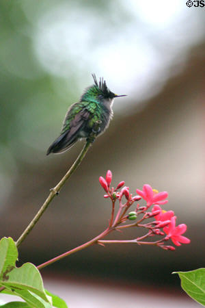 Antillean Crested Hummingbird (<i>Orthorhyncus cristatus</i>) in profile. Dominica.