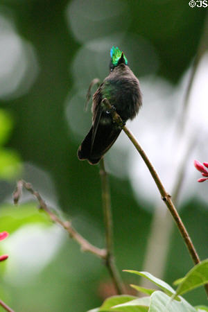 Antillean Crested Hummingbird (<i>Orthorhyncus cristatus</i>) showing crest head on. Dominica.