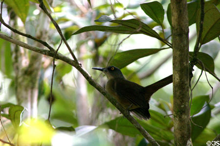 Trembler (<i>Cinclocerthia ruficauda</i>) in a rain forest tree. Dominica.