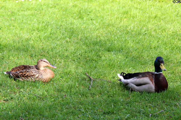 Ducks at Oberschleißheim Palaces. Munich, Germany.