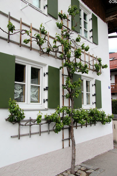 Building adorned with wooden shutters, trellis & lace curtains. Oberammergau, Germany.