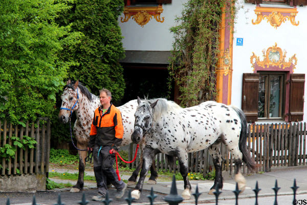 Workman leading two dappled horses along sidewalk. Oberammergau, Germany.