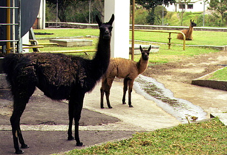 Llamas kept as part of a conservation project in Quito. Ecuador.