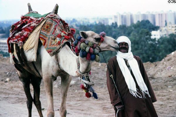 Camel & handler for tourist photos at pyramids. Giza, Egypt.