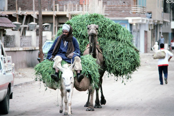 Camel & donkey carrying load in Giza. Egypt.