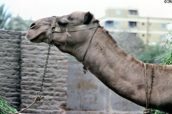 Profile of camel. Giza, Egypt.