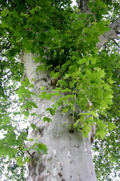Platane (Platanus x hispanica) (Plain) tree used widely along the roads of France. Fontenay, France.