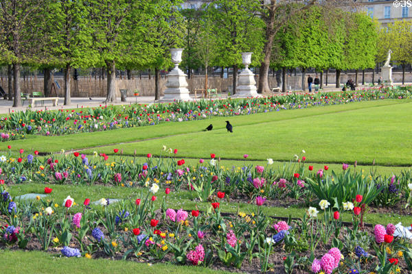 Tulips & spring flowers in Tuileries Garden. Paris, France.