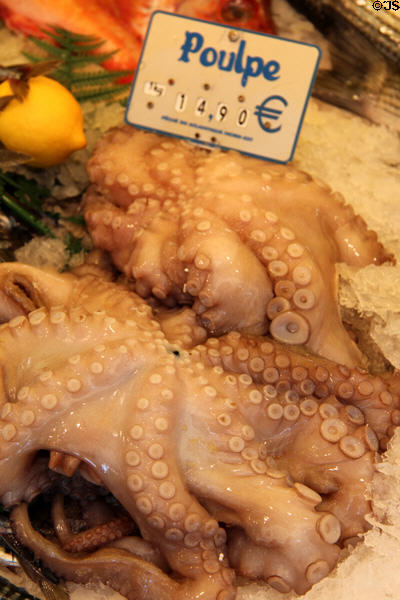 Octopus in fish shop. Paris, France.