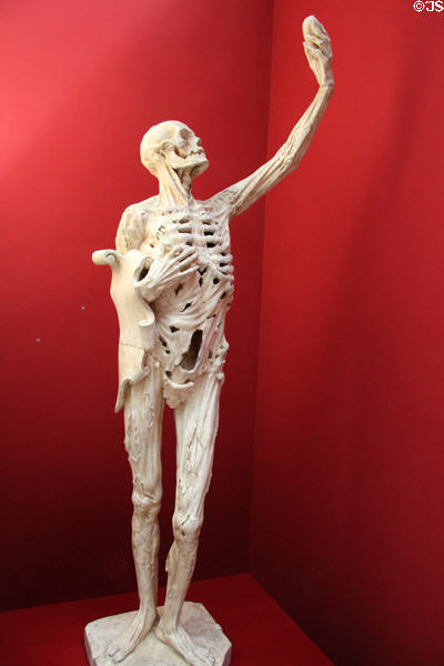 Cast of skeleton from collegial church St.-Maxe in Bar-le-Duc (Meuse) at Musée des Monuments Français. Paris, France.