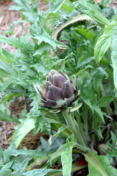 Artichoke related to thistle in garden at Marie Antoinette farm. Versailles, France.