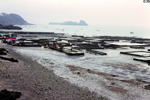 Oyster beds at Cancale in Brittany. Cancale, France.