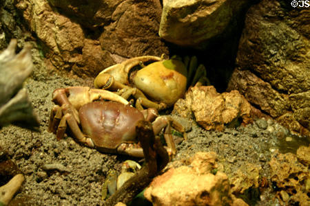 Land crab at Guadeloupe Aquarium. Pointe-à-Pitre, Guadeloupe.