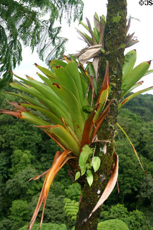 Parasitic plant in rain forest of La Soufrière volcano. Guadeloupe.