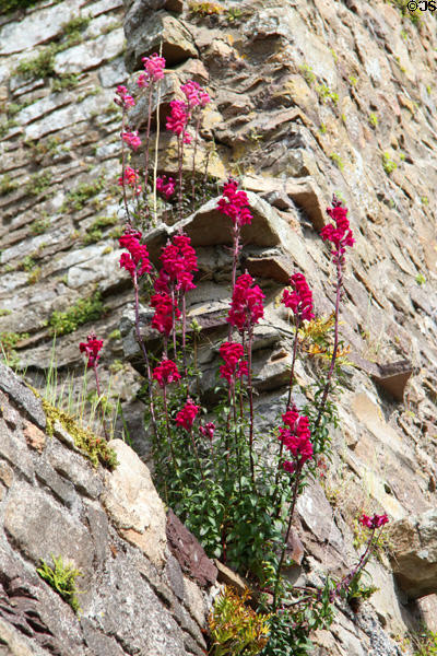Flowers growing on ruin walls at Jerpoint Abbey. Ireland.