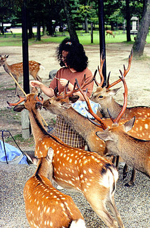 Feeding deer in Nara. Japan.