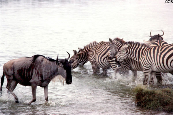 Common zebras (<i>Equus quagga</i>) passed by a Gnu in Nairobi National Park. Kenya.