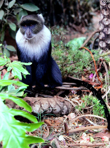 Sykes Blue Monkey (<i>Cercopithecus albogularis</i>) in a city park in Nairobi. Kenya.