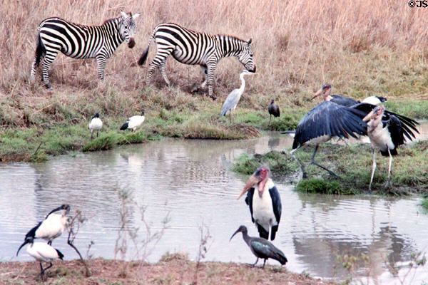 Waterhole with Maribou storks, zebra & ibises in Nairobi National Park. Kenya.