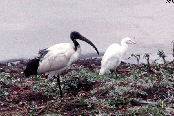 African sacred ibis (<i>Threskiornis aethiopicus</i>) & Cattle Egret (<i>Bubulcus ibis</i>) in Nairobi National Park. Kenya.