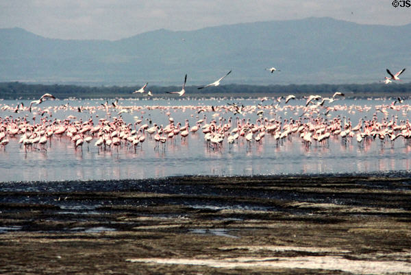 Lesser flamingos (<i>Phoeniconaias minors</i>) wading & in flight on Lake Nakuru National Park. Kenya.