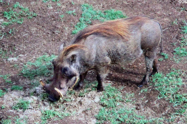 Warthog (<i>Phacochoerus africanus</i>) in Aberdare National Park. Kenya.