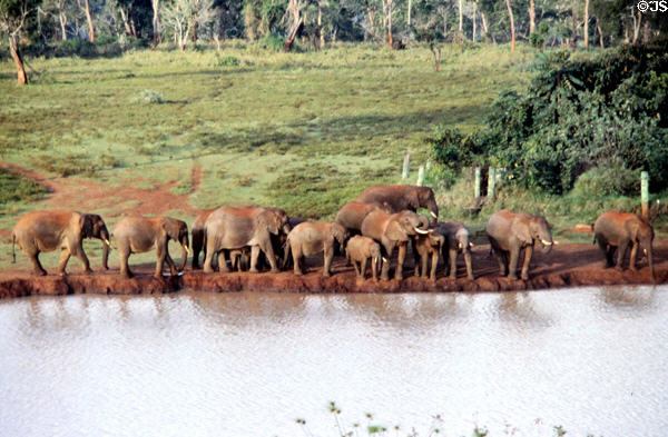 Herd of African forest elephants (<i>Loxodonta cyclotis</i>) by waterhole in Aberdare National Park. Kenya.