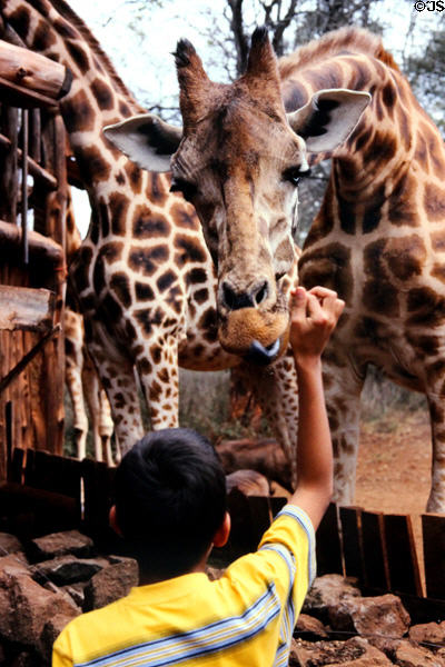 Hand feeding a Rothschild giraffe (<i>Giraffa camelopardalis rothschildi</i>) at Giraffe Centre near Nairobi. Kenya.