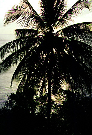 Palm and the sea at the Stonefield Estate near Soufrière. St Lucia.