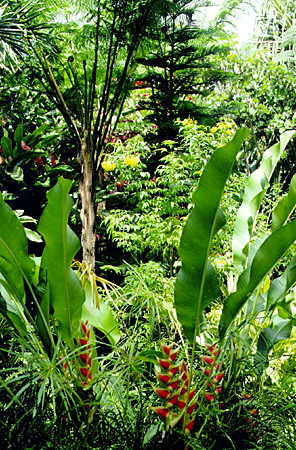 Lush foliage of the Diamond Gardens near Soufrière. St Lucia.