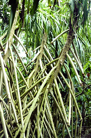 Pandimas trees endemic to the mangrove forests of Fregate Island transplanted to the Diamond Gardens near Soufrière. St Lucia.