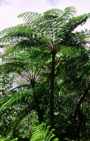 Fern trees in the rain forest east of Soufrière. St Lucia.