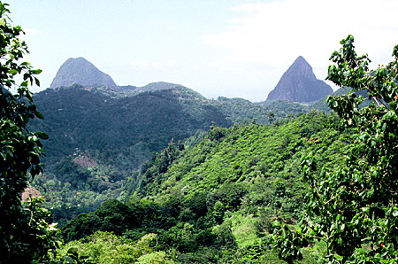 View of the pitons from the rain forest east of Soufrière. St Lucia.