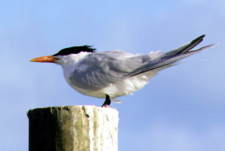 Close-up of Royal Tern in Rodney Bay. St Lucia.