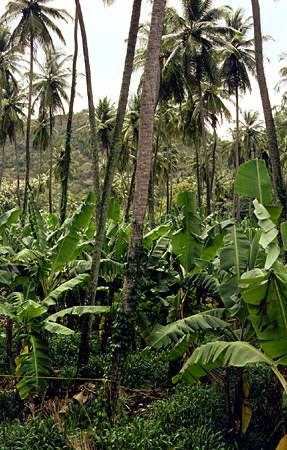 Banana plantation at the Mamiku Gardens. St Lucia.