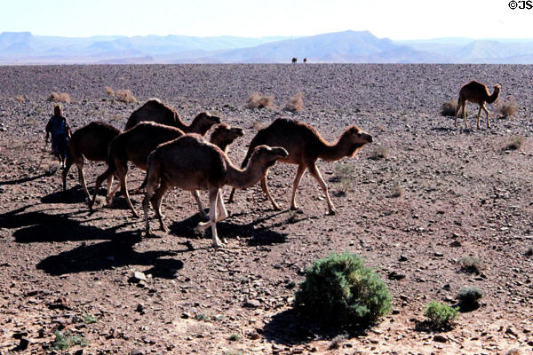 Dromedaries (camels) east of Tinerhir. Morocco.