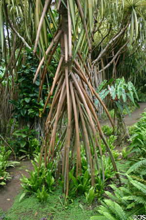 Multiple roots of trees adapted to tropical wetlands in le Jardin de Balata. Martinique.