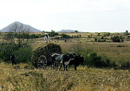 Traditional ox cart farming on fields South of Oaxaca. Mexico.