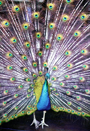 A peacock struts in an Acapulco hotel. Mexico.