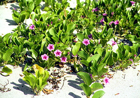Beach flowers growing in sand at Manialtepec. Mexico.