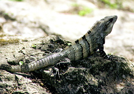 Iguana resting on rocks of Chichén Itzá. Mexico.
