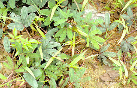 Sensitive plant which when touched retracts its frond-like leaves as if it had muscles found in Borneo. Malaysia.