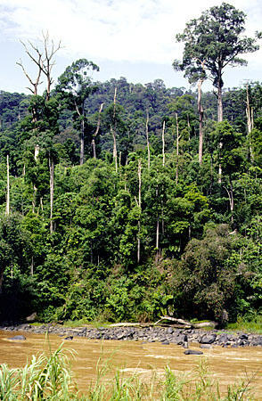 Jungle landscape seen from Beaufort Train in Tenom. Malaysia.