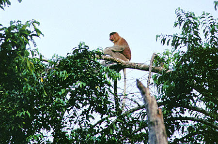 Proboscis monkey sitting in tree in Sukau. Malaysia.