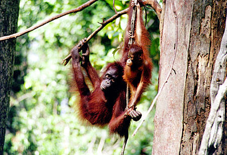 Baby orangutans with its mother in Sepilok. Malaysia.