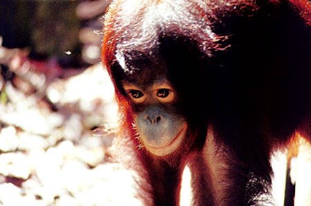Portrait of young orangutan in Sepilok. Malaysia.