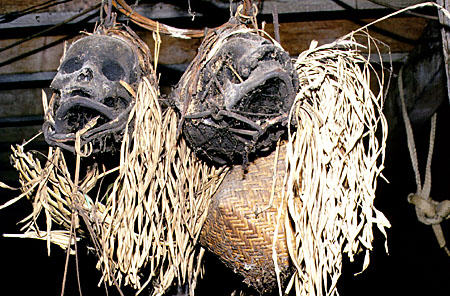 Real human heads our trophies of times past at Skrang longhouse in Sarawak. Malaysia.